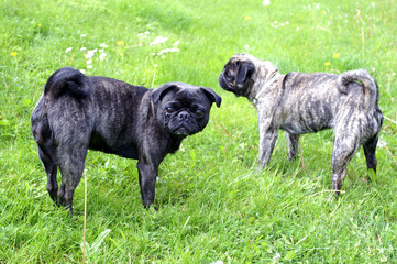 Mops auf einer Wiese