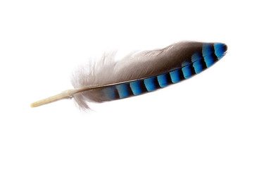 close up of a grey, black and blue colored feather