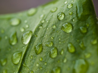 Waterdrops on the plant leaf after the rain