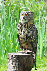 long-eared owl tied up outdoor