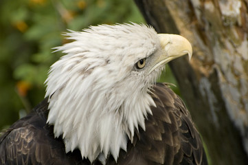 aigle