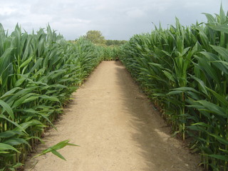 Promenade dans un champ de ma&iuml;s