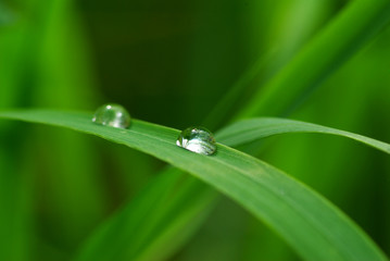 drop on a blade of grass