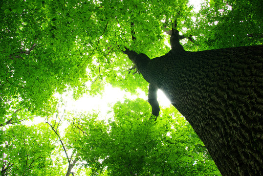 Fototapeta green leaves