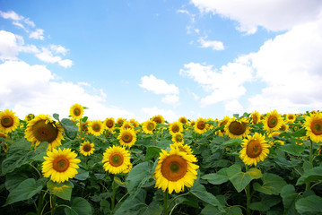Obraz premium sunflower