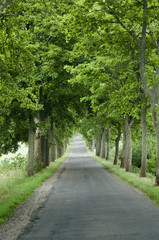 Tree lined country road
