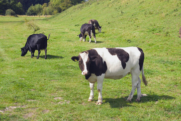 cows