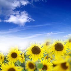 Fototapeta premium Ein Feld mit Sonnenblumen