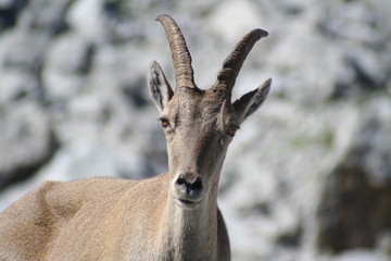 Bouquetin