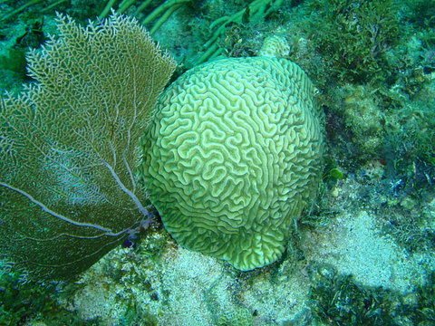 Corail cerveau et gorgone