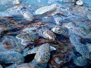 Marine turtles - 9020006
