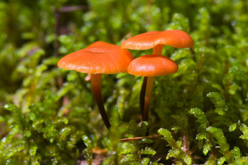 Bright mushrooms close up in a moss