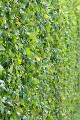 Green trimmed bush wall in landscaped garden