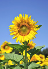 Sunflower