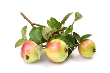 Fresh apple on a white background