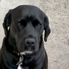 regard canin