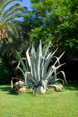 agave