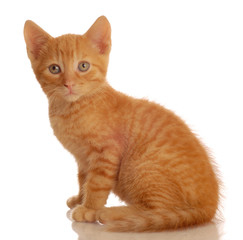 portrait of orange tabby kitten sitting - seven weeks old..