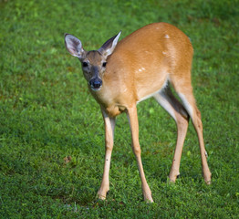 whitetail female deer going through a grassy field