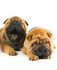 Obraz premium Two beautiful sharpei puppies