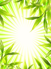 Fototapeta na wymiar Bambus ramki na abstrakcyjnym tle zielony