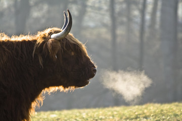 Langhornrind im Winter