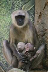 Femelle Gibbon et ses petits