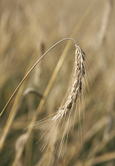 Wheaten field an autumn during harvesting