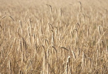 Wheaten field an autumn during harvesting