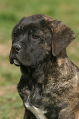 Porrtait d'un chiot cane corso