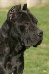 Profil d'un cane corso (vertical)