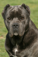 Regard effrayant d'un cane corso