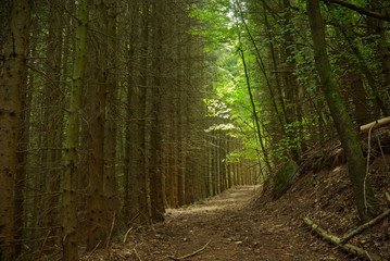 Obraz premium chemin2