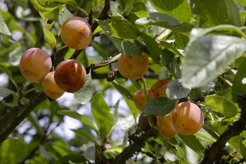 Mirabelles sur leur arbre