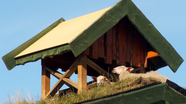 Sheep on the roof
