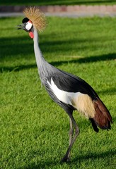 Grue royale - Balearica regulorum