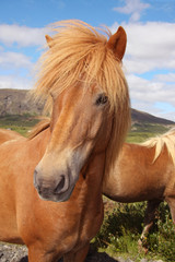 Obraz premium Icelandic horse