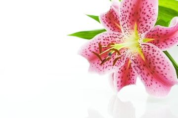 Close up of pink lily on a white background