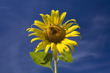 amazing sunflower and blue sky background..