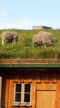 sheep on the barn's roof