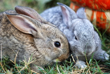 Two small rabbits