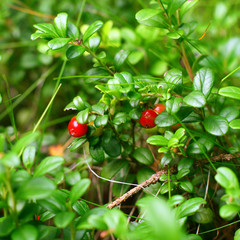 Cowberry on green nature background