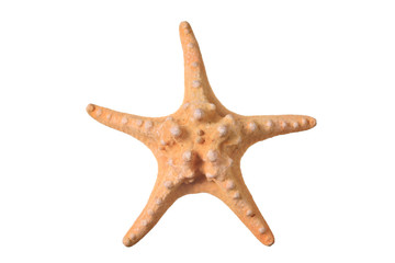 Starfish isolated against white background