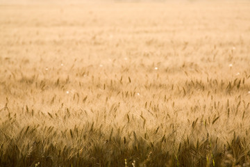 golden wheat field with warm sunlight, shallow deep of field