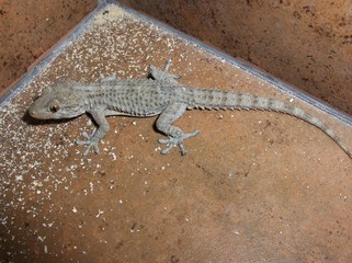salamanquesa