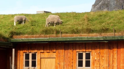 Photo sur Aluminium Arctique sheep searching fresh grass