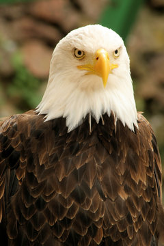 477 Best Aigle Royal Images Stock Photos Vectors Adobe Stock