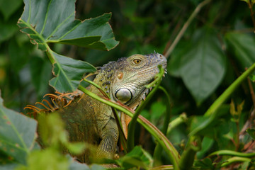 Male Iguana