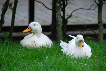 Un joli couple de canard