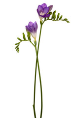 Beautiful purple flower on a white background